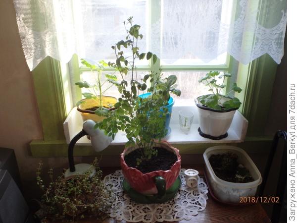 в ноябре она уже такая была ростом, наполовину я её обрезала