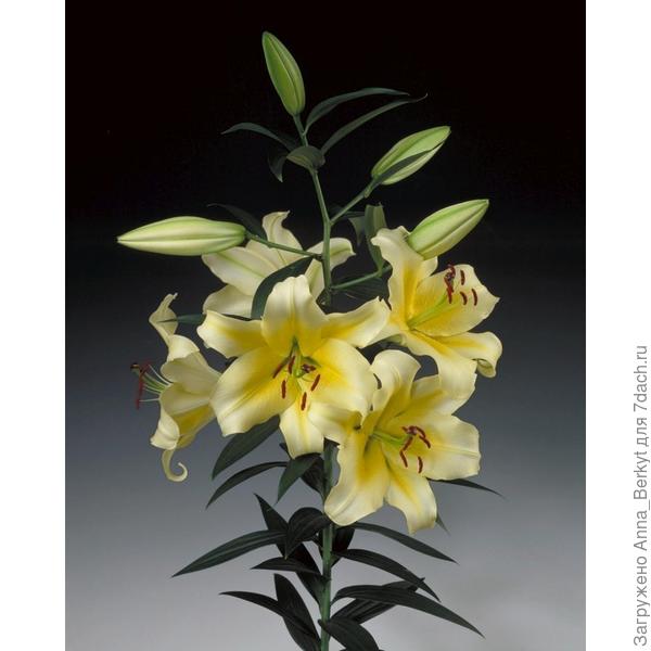 Conca d&amp;#39;Or (от 120см до 2,5м)