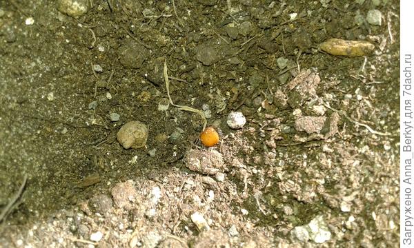 семечко уютно заняло место в лунке