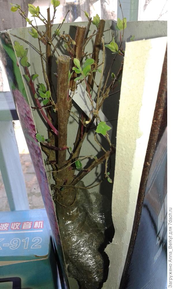 и сам саженец в коробке