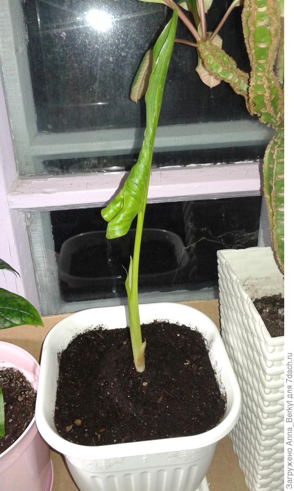 уже разворачивает лист (сегодня)