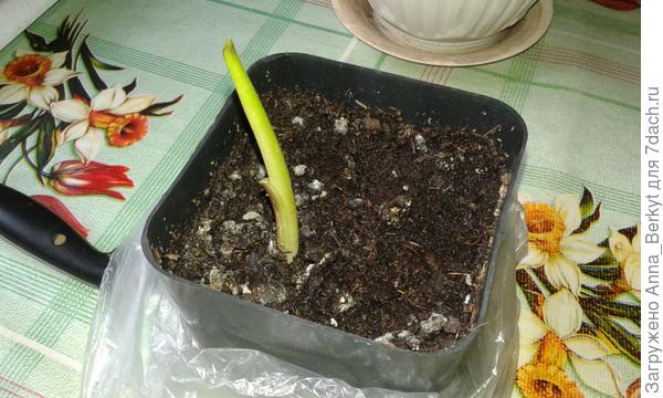 Калла (до пересадки)