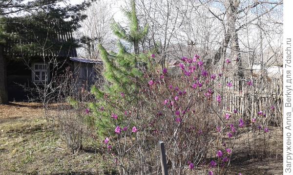 цветущий багульник на фоне сосны