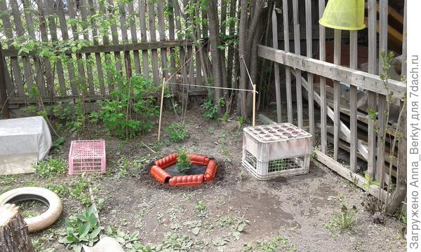 справа от туечки высадила гипсофилу... пока приживается, приспособилась закрывать овощными корзинками от солнца