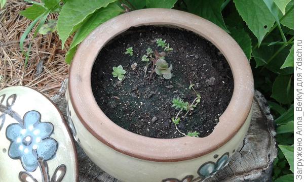 в горшочке суккуленты, вернее, то что удалось из семян вырастить...