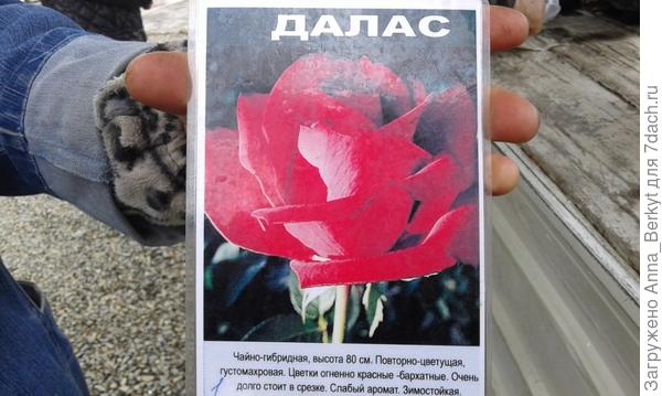 в мае мне удалось обменять кусок Гортензии на саженец розы Даллас