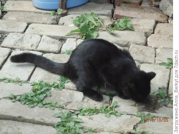 а осенью, здесь он уже заметно вырос, почти взрослый стал