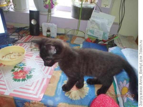 вот, здесь он ещё маленький