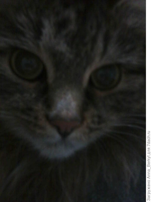 удивительное создание - моя любимая Мурысенька