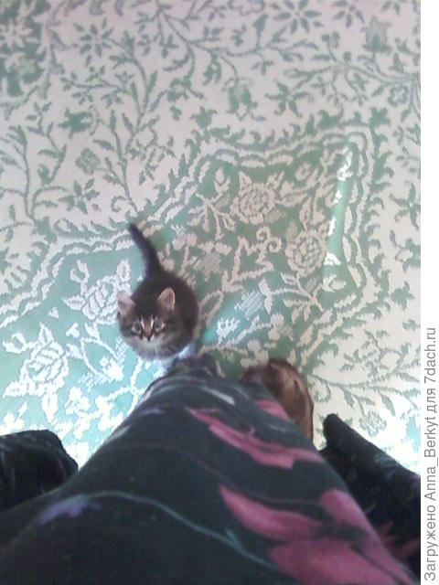 вот, такой крохой я её взяла :)