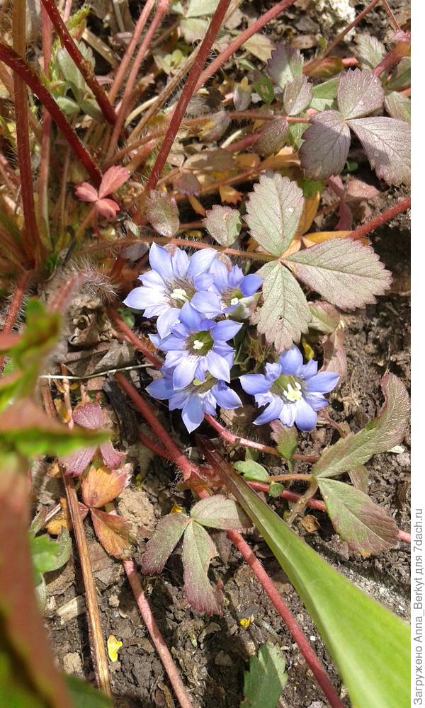 Костик, это вам из Приморья лесной цветочек )