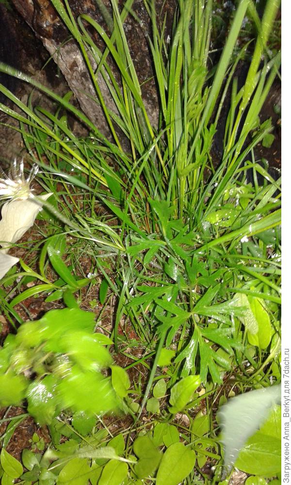 вот, его листочки