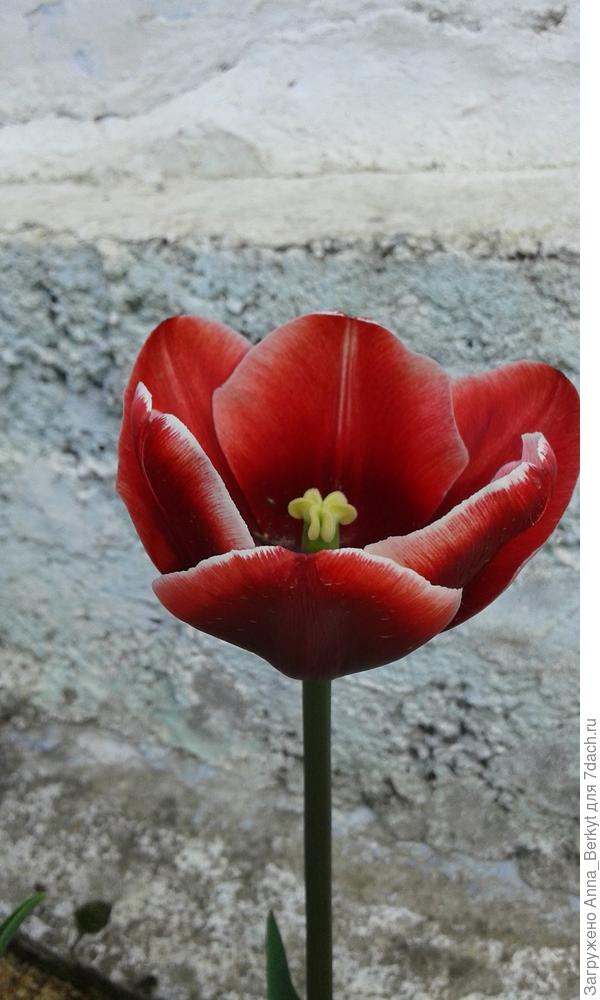 края стали белые