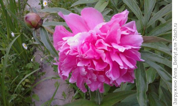 Пиончики для вас!