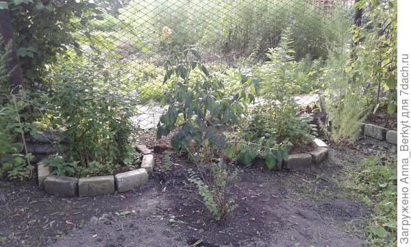 здесь (это немного ближе в проходу в заборе) разбила клумбы, высадила флоксы, посреди них пока георгин, а когда подрастёт цирцис через годик, посажу туда.... перед ними в центре белоягодник