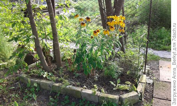 ещё ближе, возле входа, тоже разбила клумбу