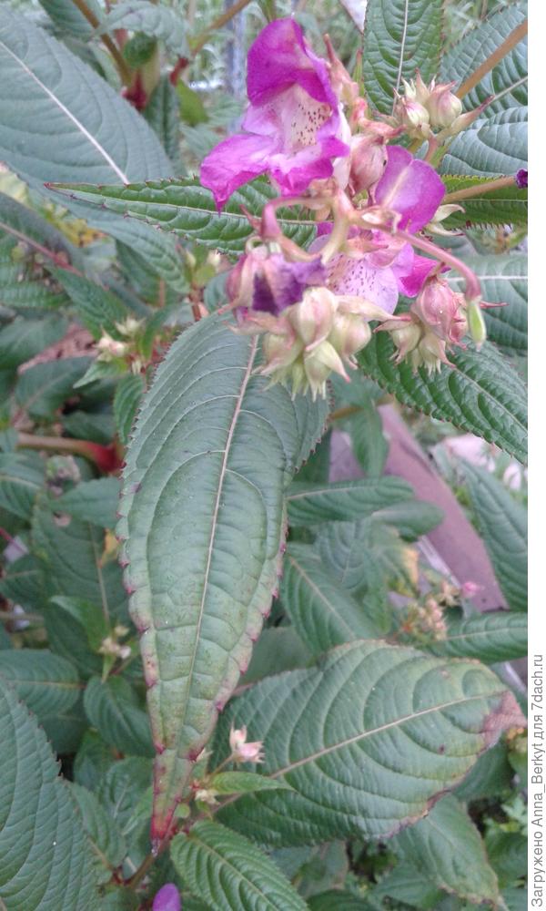 листья у него с такой выраженной красноватой тонкой каймой