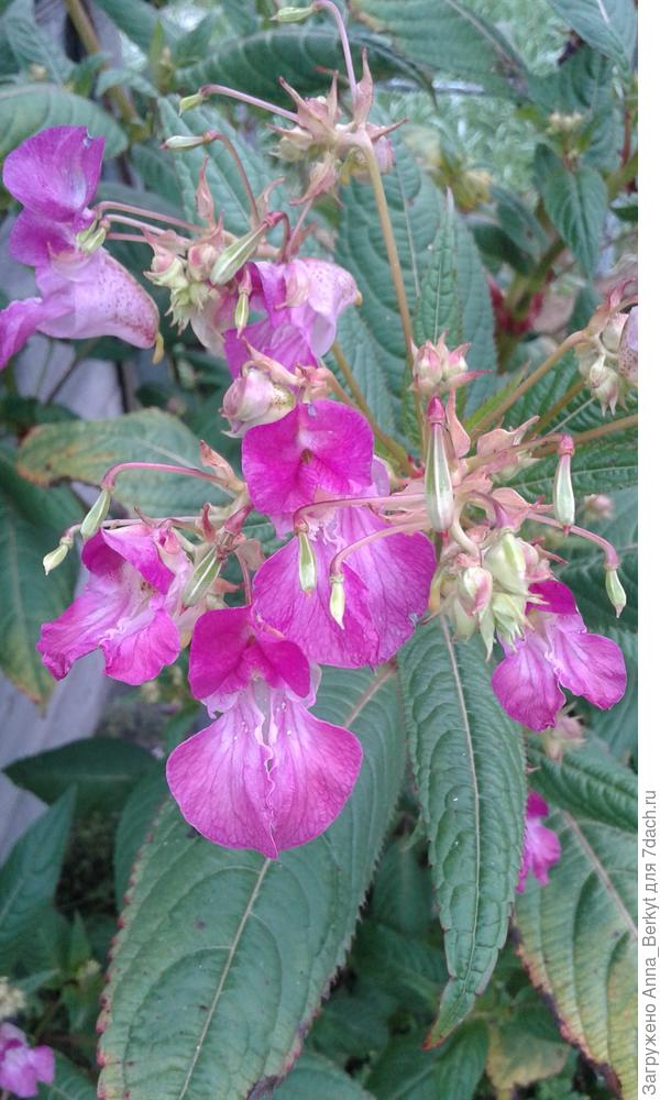 цветки у него растут именно на верхушках стеблей и они розовые