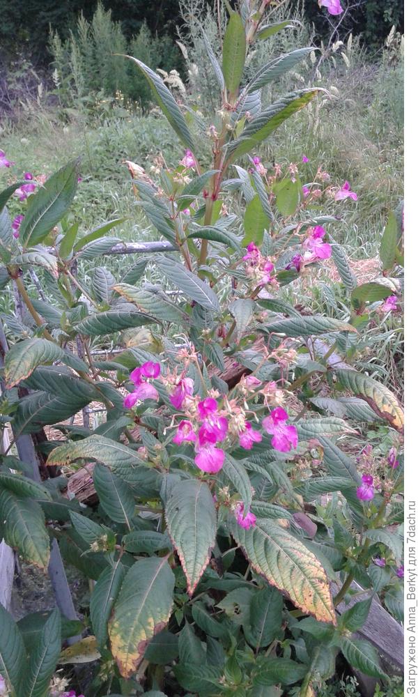 может, и ошибаюсь, но мне кажется, что он подходит под ваше описание... ростом под 1,5 метра