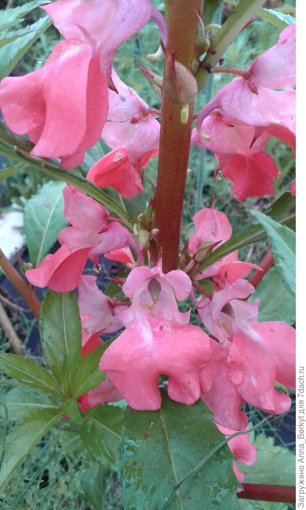 сами цветки тоже немного другие и цвет немного отличается