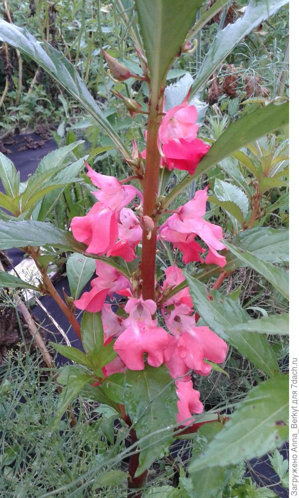 цветки у него растут не на верхушках, а по стеблю