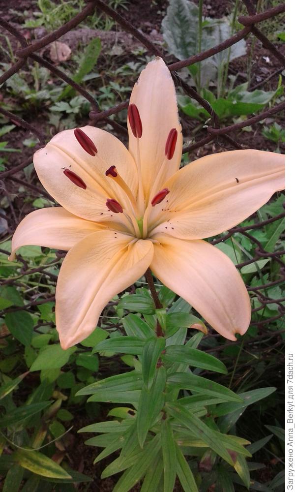 эта Лилия для вас