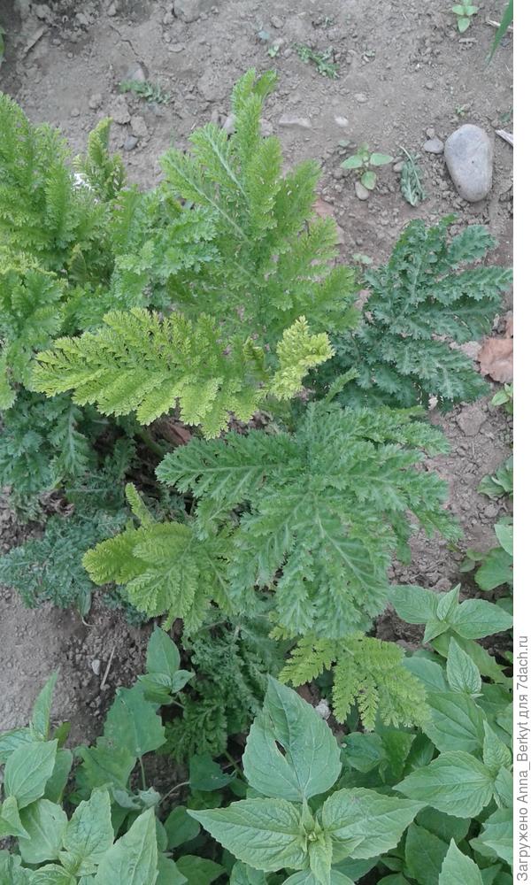 Ажурные такие кустики