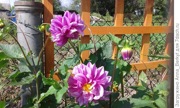 С большим уважением, симпатией и теплотой к вам