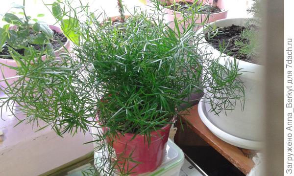 не забыли и о душе моей и подарили Аспарагус, о котором я мечтала )))