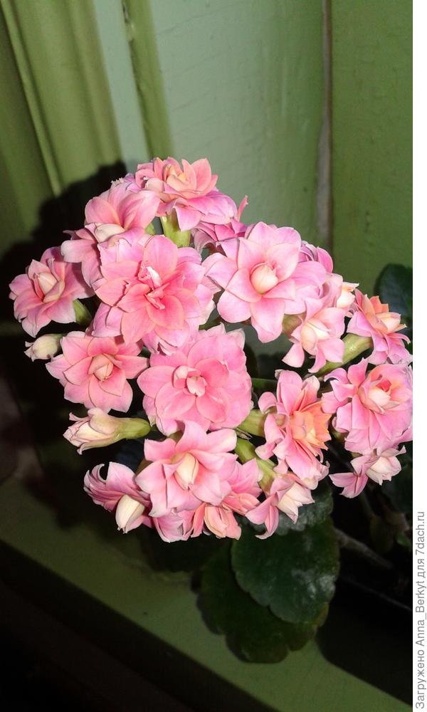 хотя фамилия у тебя суровая, но душа нежная... эти нежные цветочки для тебя, Анечка! ))