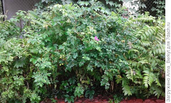 поближе.. здесь хорошо видно, что рябинник перемежается с шиповником и из-за того, что кусты ограничены внутри этой кладки, они лишь всё больше густеют