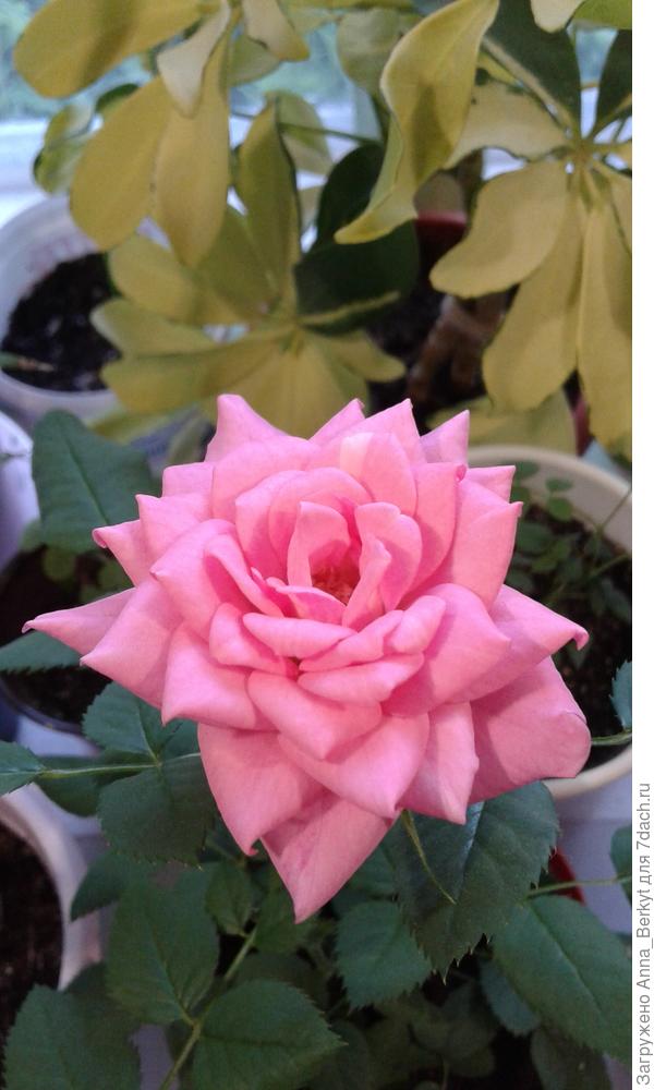 Девочки, эта розочка для вас!