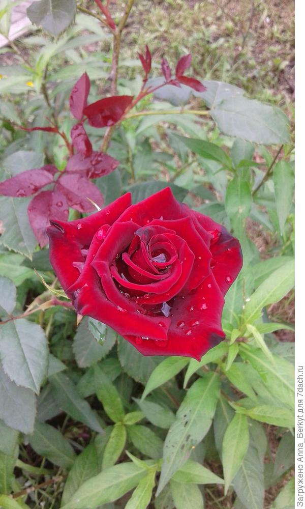 и сам цветок