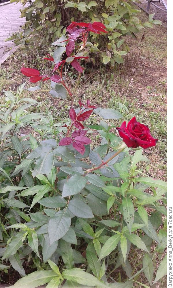 здесь, наверное, лучше видно