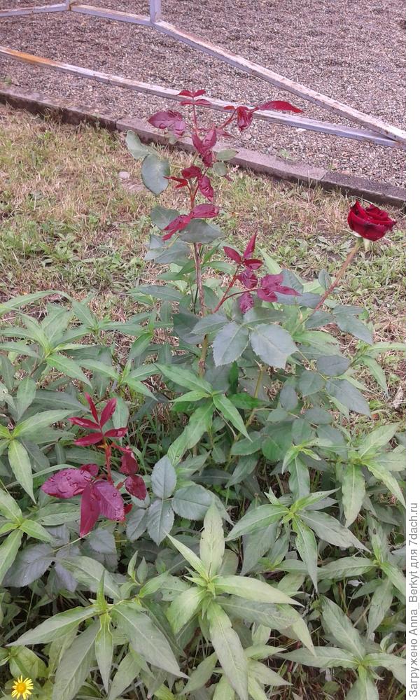 вокруг неё трава наросла, но всё-равно куст видно