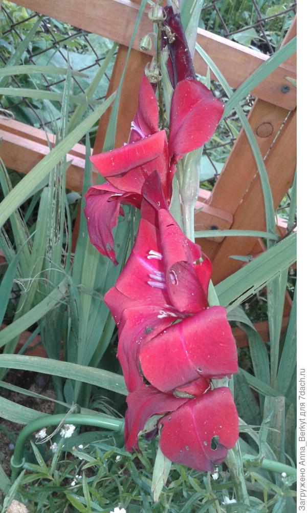 Вам от меня Гладиолус ))