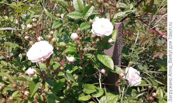 поближе цветки