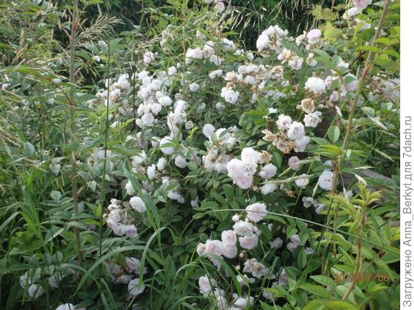 вот, такая она