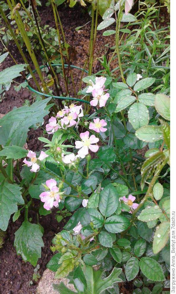 энжел вингс