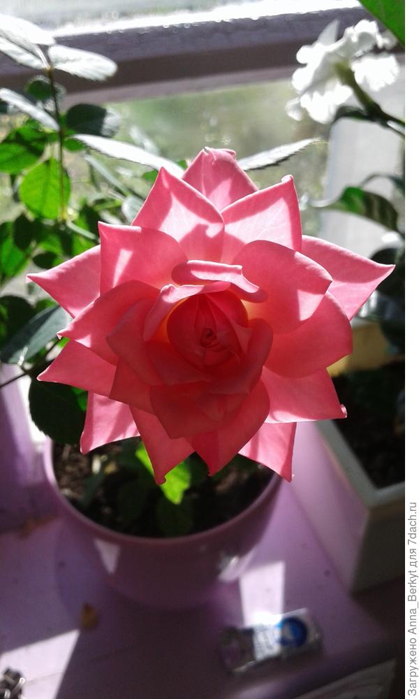 Их имена, к сожалению, я не знаю.. эту розочку я взяла маленьким отросточком у заловки, укоренила... вот, такая красотуля выросла