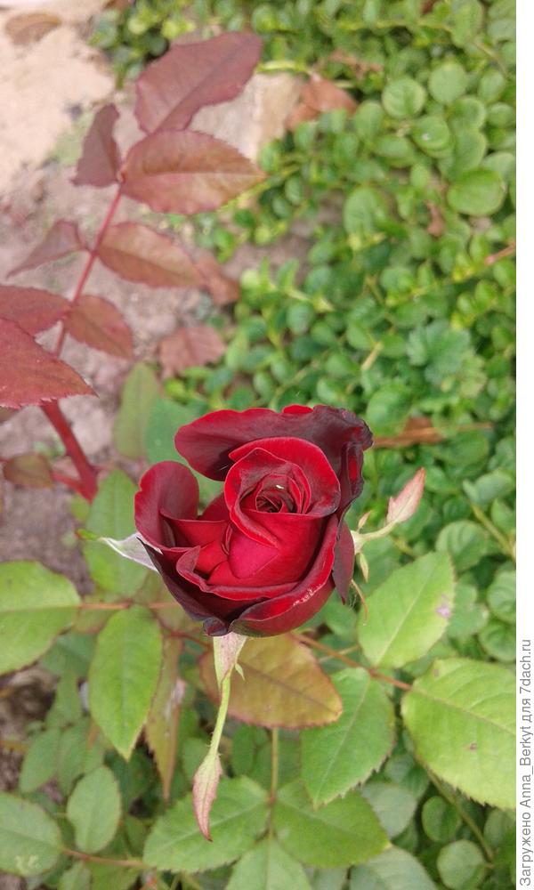 раскрывается