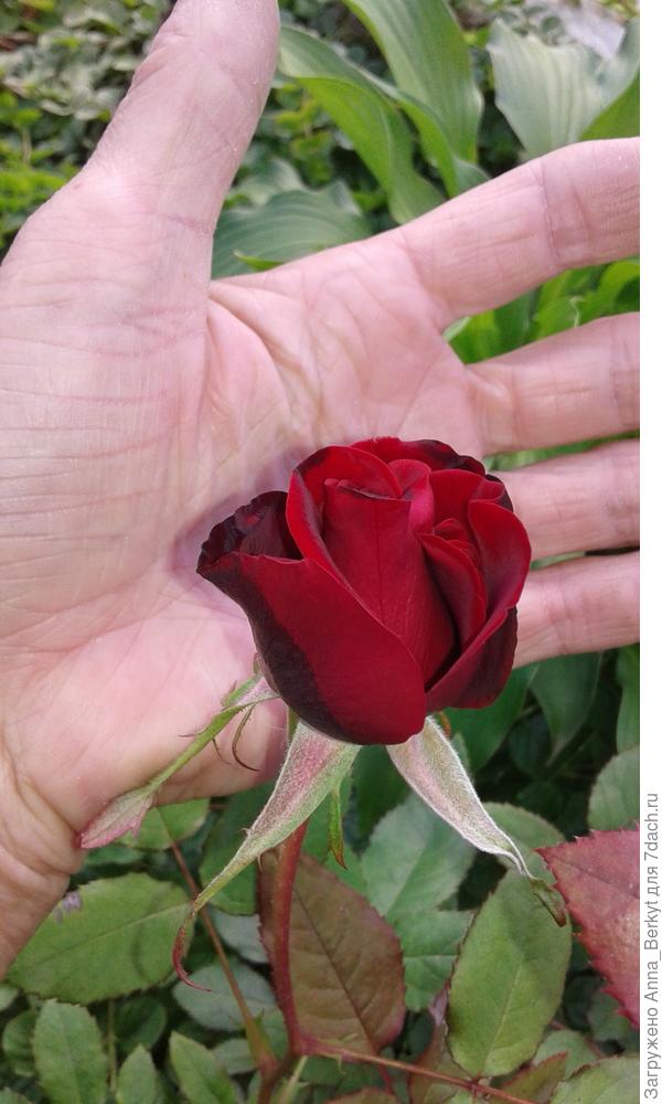 на фоне ладошки