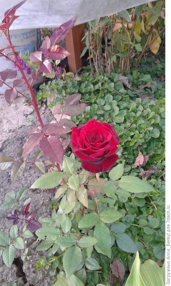 целиком с кустиком