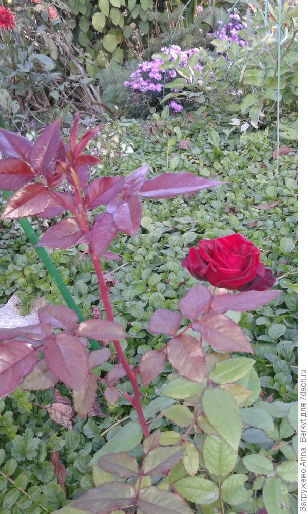 поближе листочки