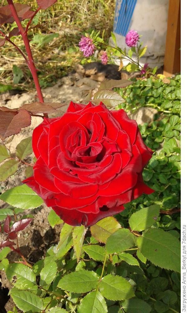 розулька сегодня.. наверное, это уже в полном роспуске