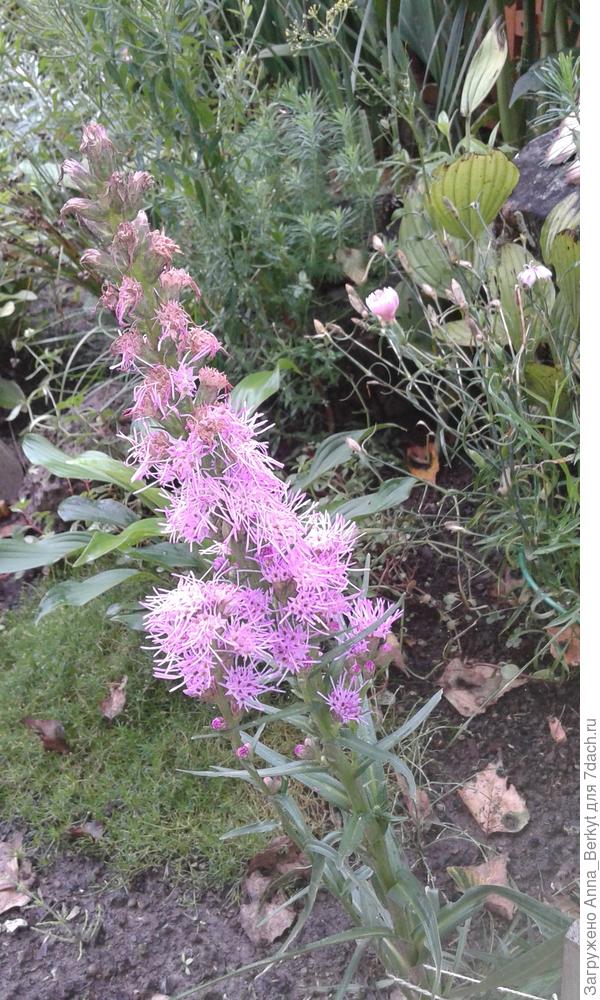 это же он, как у тебя, лиатрис?