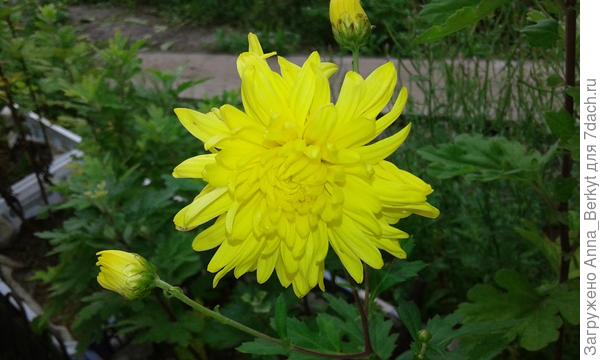 самый первый раскрылся мне, словно солнышко