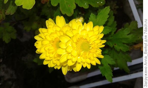 следом другие солнышки