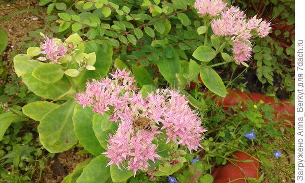 такой вот у меня... это такой же, да?