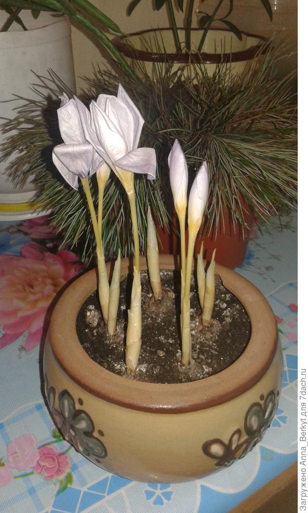 Вам эти нежные кокусы ))